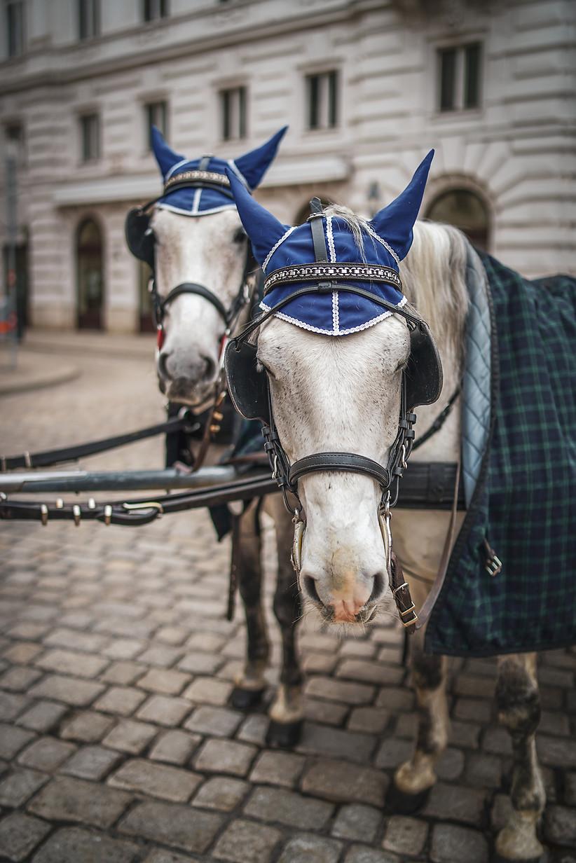 Carriage ride