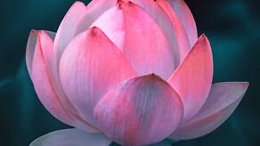 Fleur de lotus