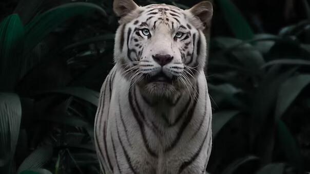 Portrait Chinois
