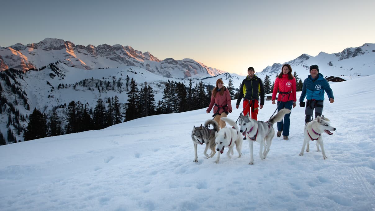 Dog trekking (Cani-rando)