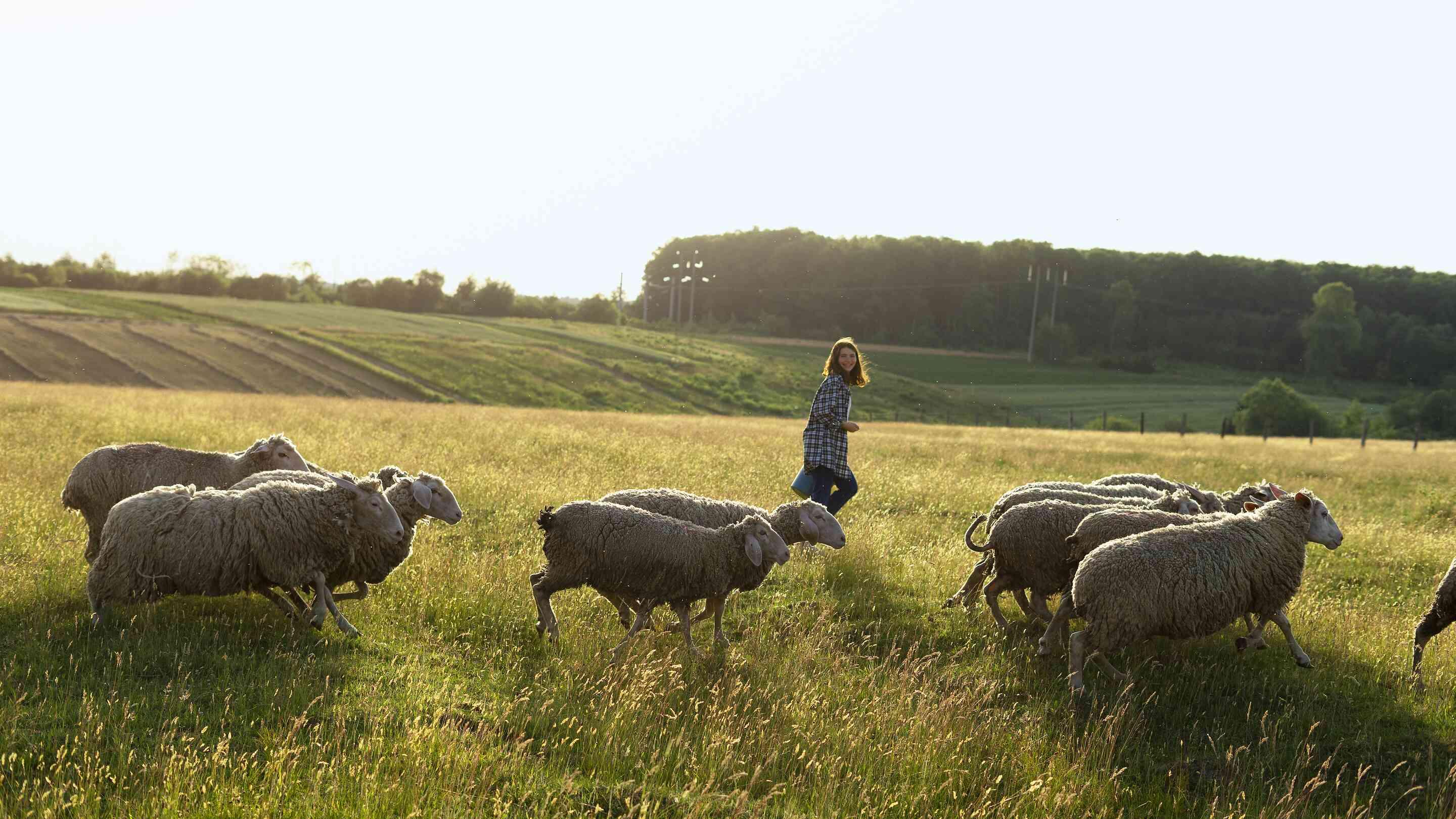 Leader sheep