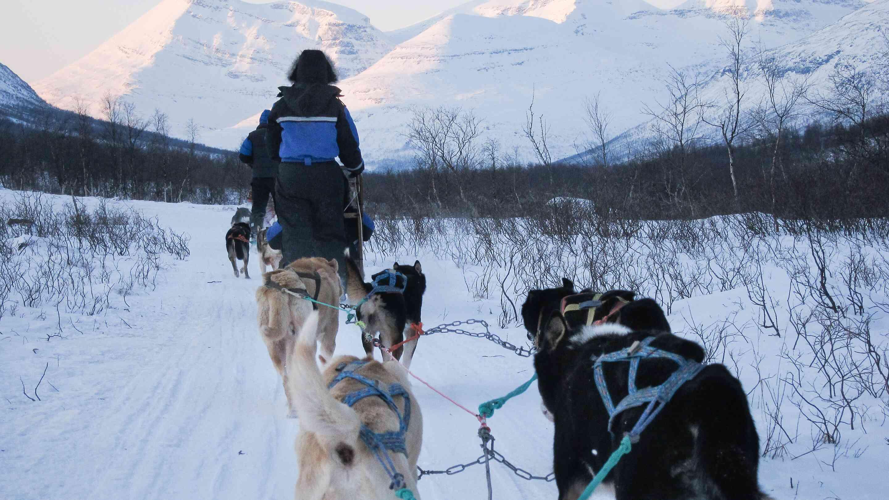 Baptême en chiens de traîneau