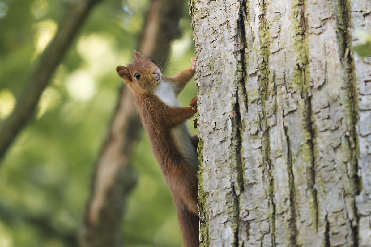 Sur la piste des animaux sauvages